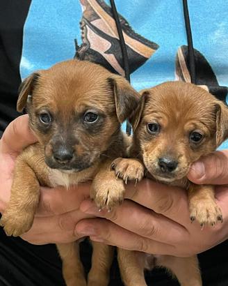 Chihuahua Toy da borsetta di 80 giorni
