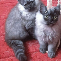 Cuccioli di persiani normotipici MASCHI