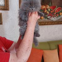 Cuccioli di gattini scottish straight e fold