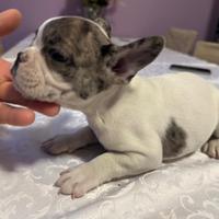 Cuccioli di bulldog francese