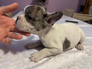 Cuccioli di bulldog francese