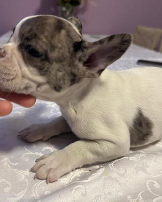 Cuccioli di bulldog francese