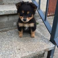 Cuccioli di cane meticcio