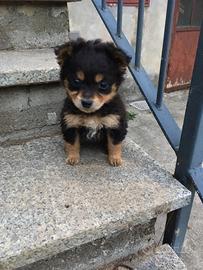 Cuccioli di cane meticcio