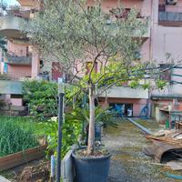 ALBERI DI ULIVO