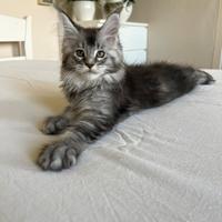 Cuccioli Maine coon linea estera