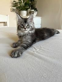 Cuccioli Maine coon linea estera