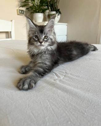 Cuccioli Maine coon linea estera