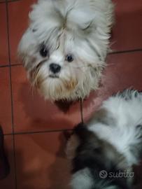 Shih tzu