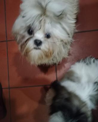 Shih tzu