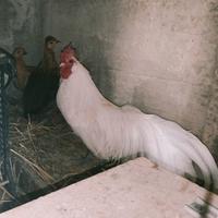Gallo phonex