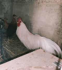 Gallo phonex