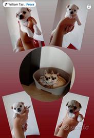 Cuccioli di chihuahua