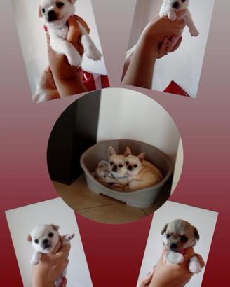 Cuccioli di chihuahua