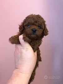 Barboncina red brown linea asiatica