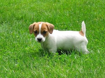 Cuccioli di Jack Russel terrier