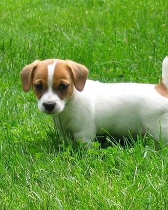 Cuccioli di Jack Russel terrier