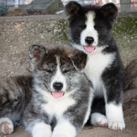Akita inu