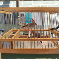 Coppia di bengalini mandarini con gabbia