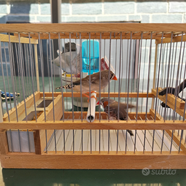 Coppia di bengalini mandarini con gabbia