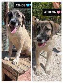 Alba, ares, argo, asia, athena, athos,