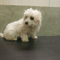 Cucciolo di Maltipoo