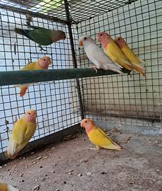 Inseparabili