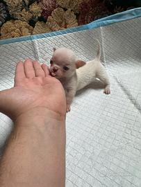 Chihuahua