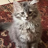 Gatti Siberiani