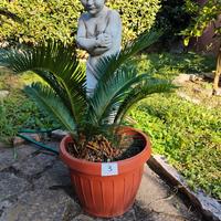 Chicas Revoluta con vasi