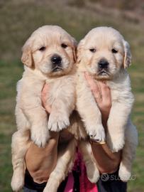 Cuccioli di golden retriever angloamericani