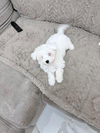 Maltese cucciola 500 euro