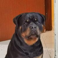 Rottweiler per monta
