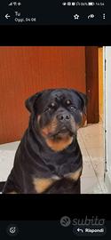 Rottweiler per monta
