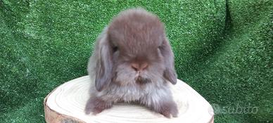 Conigli minilop nani cuccioli