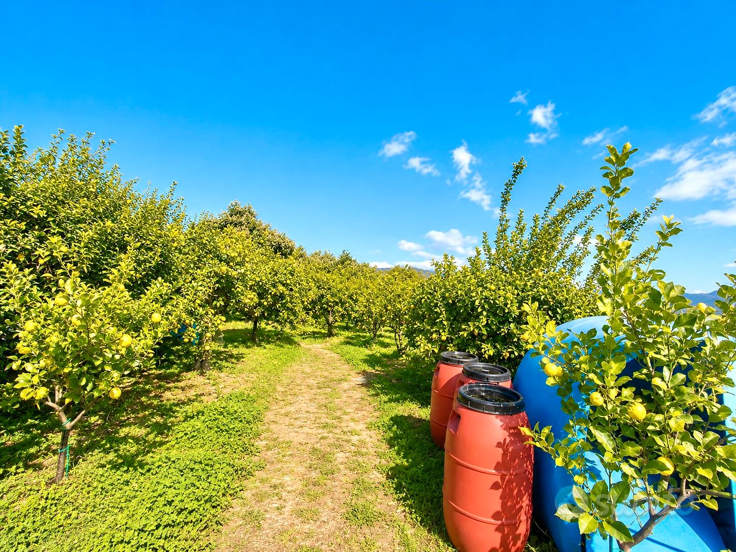 Agricolo con magazzino - Vista 6