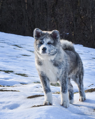 Akita inu