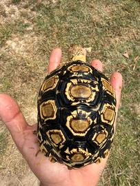 Tartaruga
