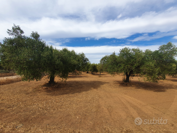 Oliveto 64 piante san gavino gonnosfanadiga