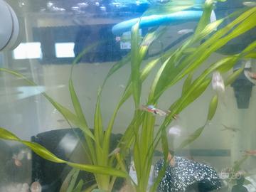 Guppy acquario