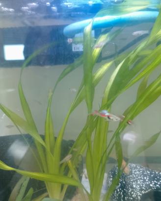 Guppy acquario