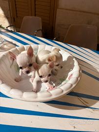 Cuccioli chihuahua
