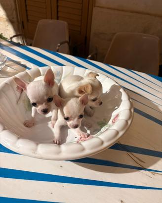 Cuccioli chihuahua