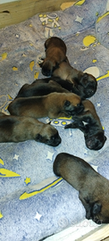 Cuccioli pastore belga malinois