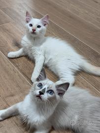 Ragdoll