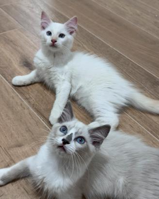 Ragdoll