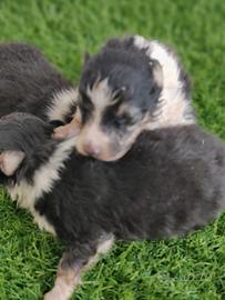 Pastore scozzese shetland pedigree
