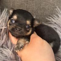 Chihuahua meravigliosa