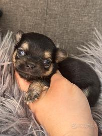 Chihuahua meravigliosa