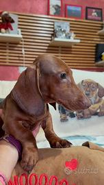 Bassotto tedesco pelo corto pedigree ENCI